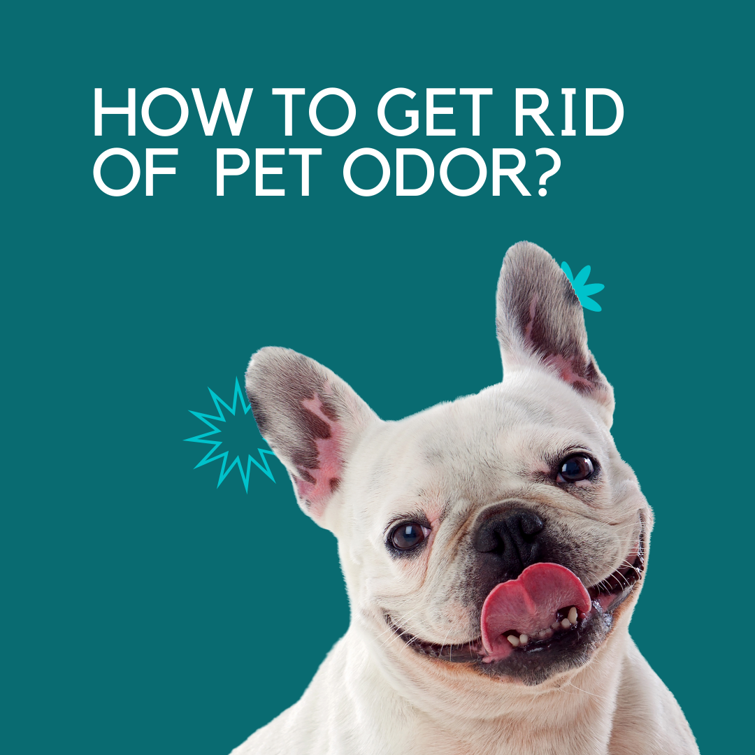 Remove Pet Odor From Home Jafanda Jafanda OLD