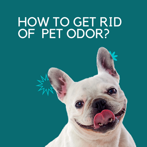 How do I get rid of pet odor in my house?